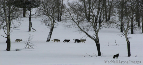 Druid Peak Wolf Pack - Copyright MacNeil Lyons Images