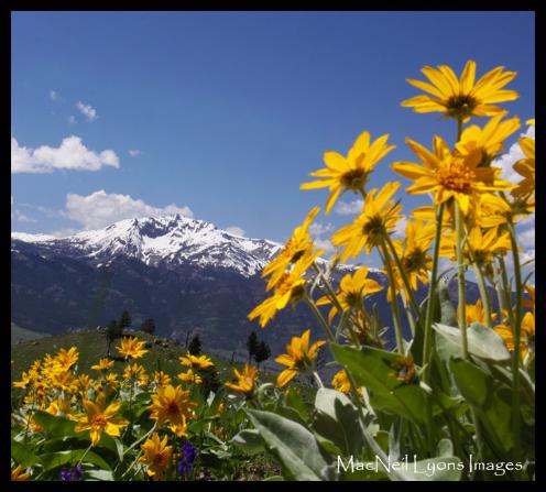 Electric Peak Balsom Root - Copyright MacNeil Lyons Images