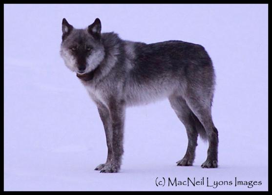 755M - Lamar Canyon Pack Alpha - (c) MacNeil Lyons Images