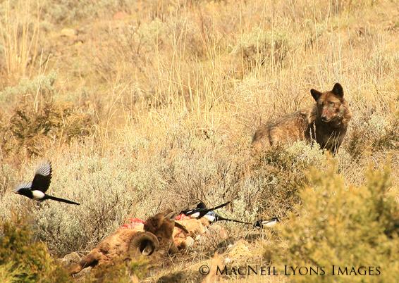 926F & Trail Creek Road (c) MacNeil Lyons Images