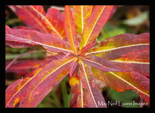 Fireweed Autumn Color - Copyright MacNeil Lyons Images