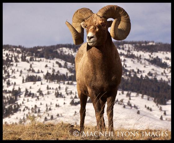 Biggest Ram & Fox Shadow - (c) MacNeil Lyons Images