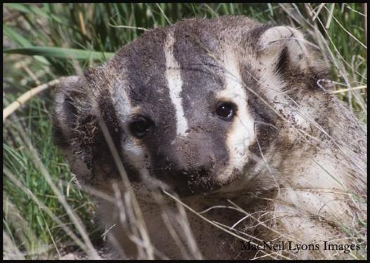 American Badger - Copyright MacNeil Lyons Images
