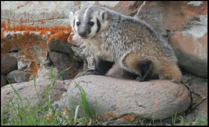 American_Badger_Copyright_MacNeil_Lyons_Images