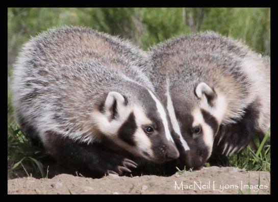 Badger Heart