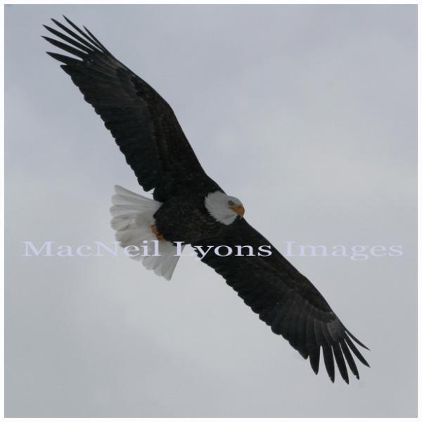 Soaring Bald Eagle - Copyright MacNeil Lyons Images