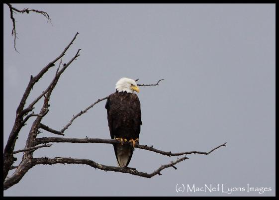 Bald Eagle / Centennial Valley Moon (c) MacNeil Lyons Images