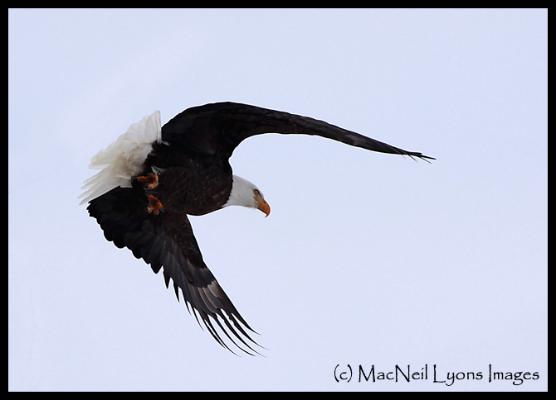 Bald Eagle / Bull Bison (c) MacNeil Lyons Images