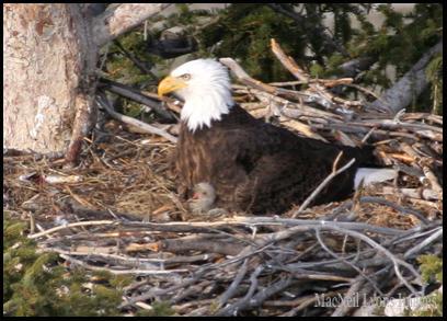 Bald Eagle w 1 Chick - Copyright MacNeil Lyons Images
