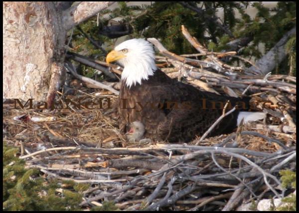 Bald Eagle Nest 1 _ Copyright MacNeil Lyons Images