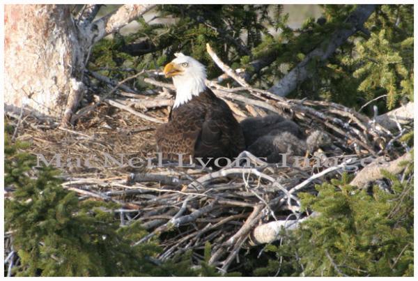 Bald Eagle Nest 2 _ Copyright MacNeil Lyons Images