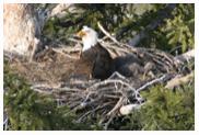 Bald Eagle Nest 2 - Copyright MacNeil Lyons Images