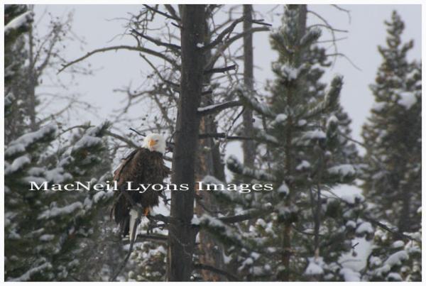 Bald Eagle Winterscape - Copyright MacNeil Lyons Images
