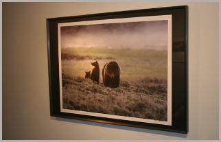 Grizzly Bear Family in Steam - MacNeil Lyons Images