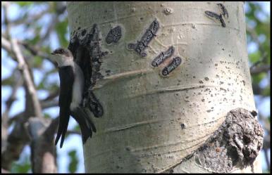 Tree_Swallow_Copyright_MacNeil_Lyons_Images