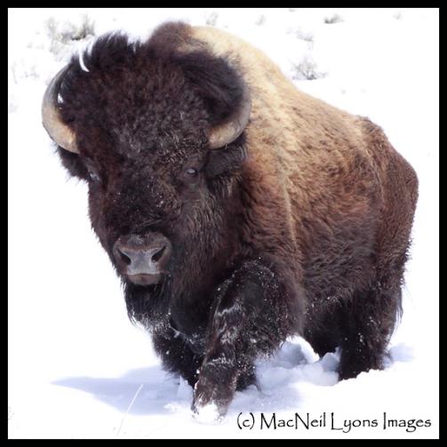 Bison & Otter~Lamar In March (c) MacNeil Lyons Images