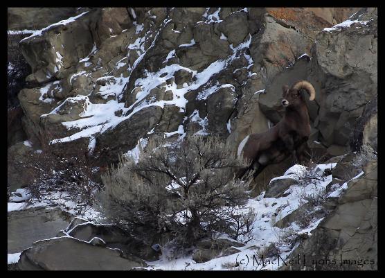 Bighorn Ram - Copyright MacNeil Lyons Images