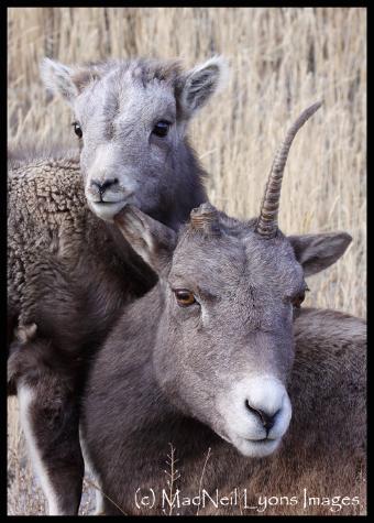 Bighorn Sheep / Mule Deer Buck - Copyright MacNeil Lyons Images
