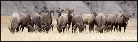 Line o' Rams - Copyright MacNeil Lyons Images