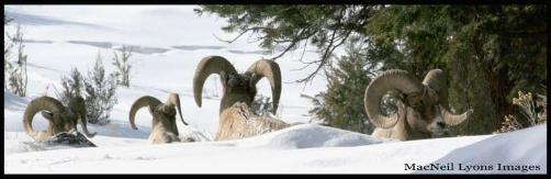 Bighorn Rams - Copyright MacNeil Lyons Images