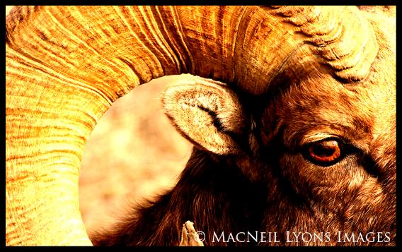 Bighorn Ram (c) MacNeil Lyons Images