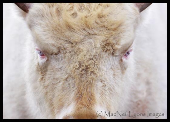 Full Moon Rising ~ (c) MacNeil Lyons Images