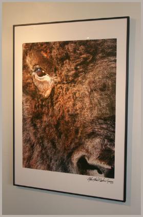 Bison Eye -- Copyright MacNeil Lyons Images