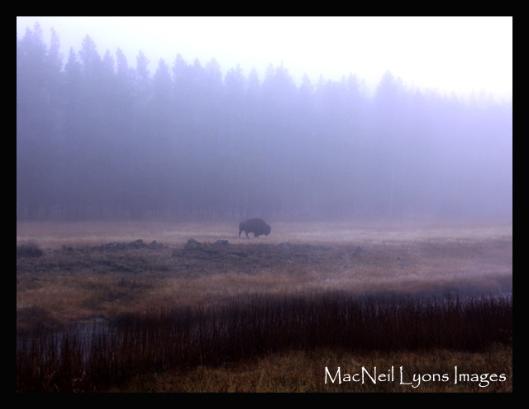 Rretreating Bison - Copyright MacNeil Lyons Images