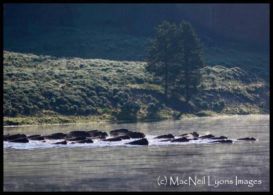 School of Bison & Great Gray Owl (c) MacNeil Lyons Images