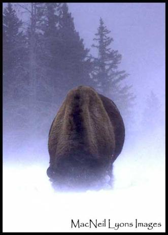 Bison Blizzard - Copyright MacNeil Lyons Images
