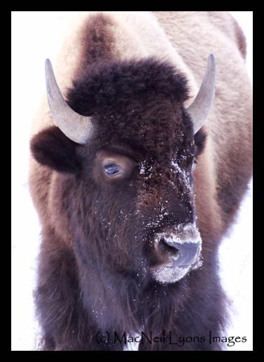 Two Bulls - (c) MacNeil Lyons Images