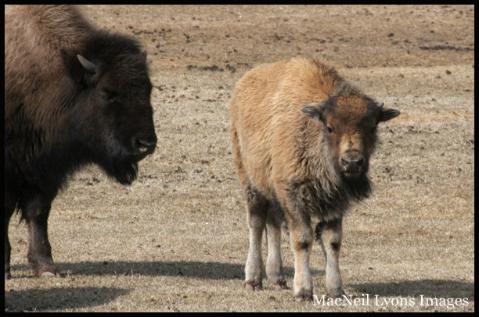 Bison Calf - Gardiner HS Football Field - 03-20-08