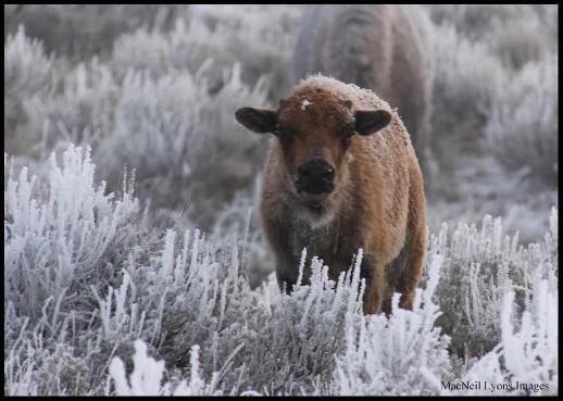 Autumn In Yellowstone - Copyright MacNeil Lyons Images