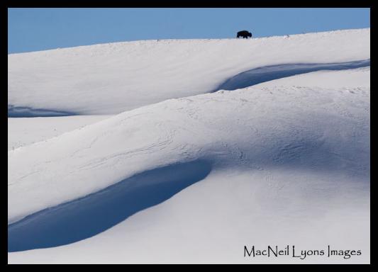 Bison On The Edge - Copyright MacNeil Lyons Images