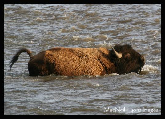 BisonCrossingLamar/CanyonlandsNP - Copyright MacNeil Lyons Images