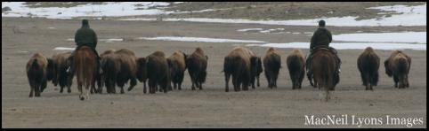 Wild Free Roaming Bison being harrassed by NPS Rangers