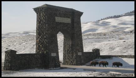 Bison Leave Yellowstone - Copyright MacNeil Lyons Images