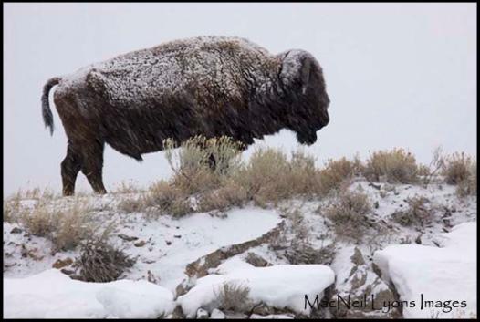 Persevere For The Green Up/Painted Lamar Ranch - Copyright MacNeil Lyons Images