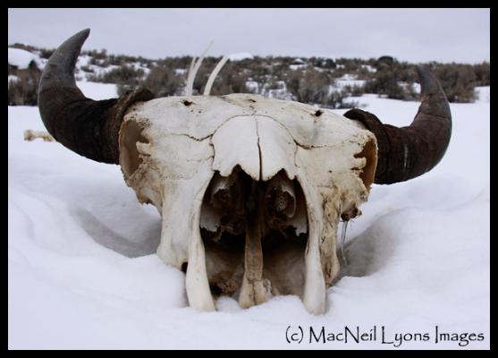 Bull Bison Skull - (c) MacNeil Lyons Images