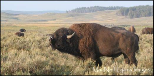 Bison Stare Down - Copyright MacNeil Lyons Images
