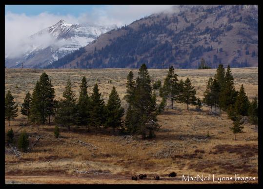 Autumn Bison & Elk - Copyright MacNeil Lyons Images