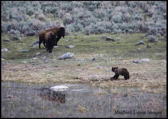 Bison and the Bear - Copyright MacNeil Lyons Images