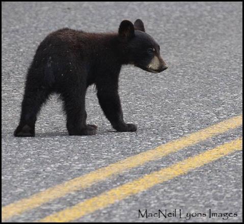 IN the Bear-muda Triangle - Ccopyright MacNeil Lyons Images