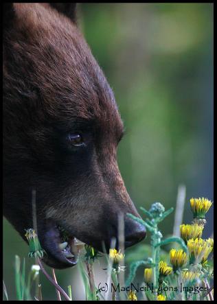 Black Bear & Twin Lake Sunrise - (c) MacNeil Lyons Images