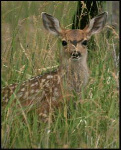 Mule_Deer_Fawn_Copyright_MacNeil_Lyons_Images
