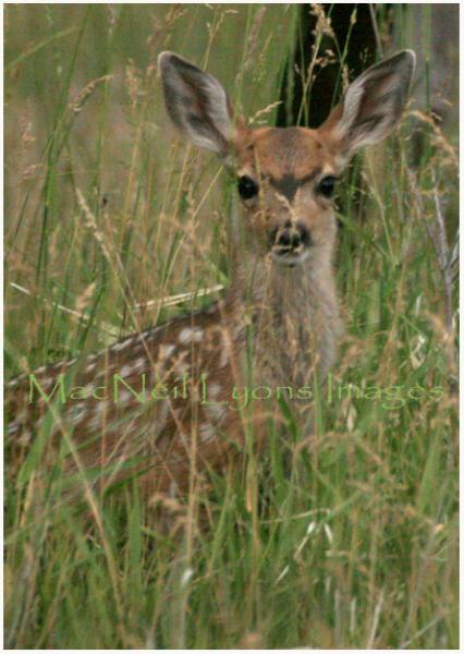 Mule_Deer_Fawn_Copyright_MacNeil_Lyons_Images