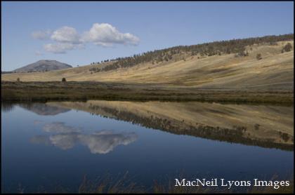 Blacktail Ponds Reflection - Copyright MacNeil Lyons Images
