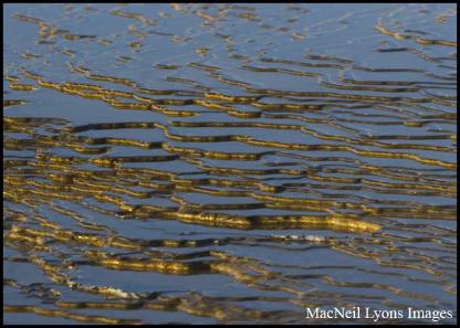 Upper Geyser Basin - Copyright MacNeil Lyons Images