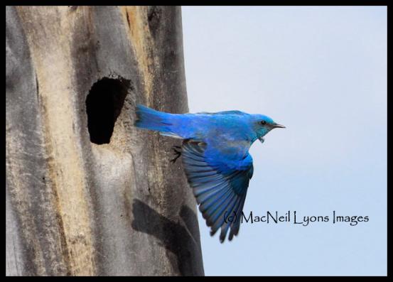 Mountain Bluebird Male @ Nest (c) MacNeil Lyons Images