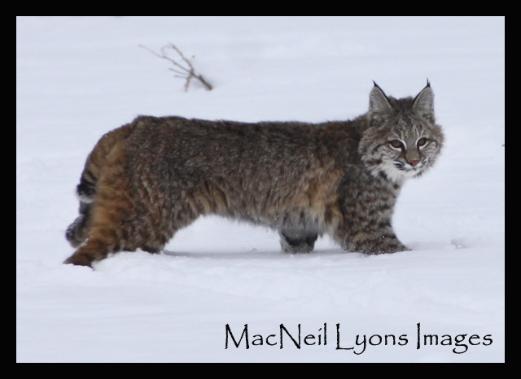 Wild Bobcat - Copyright MacNeil Lyons Images
